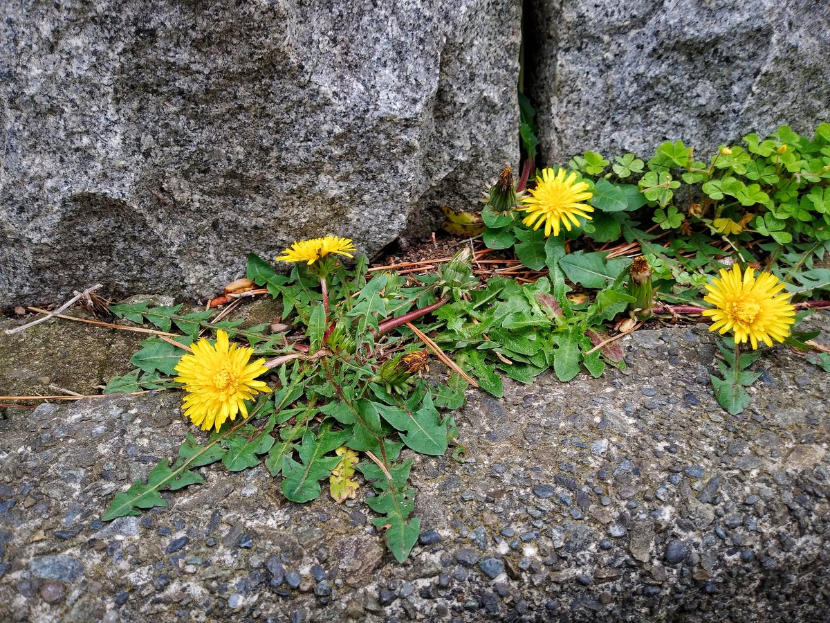 oh_sunny_sun's tweet photo. ― 傍らの花 ―
昨日,雨のぱらつき始めた午後にて.
2024年4月24日 水曜日
・
― Roadside flowers ―
Yesterday, in the afternoon when the rain began to fall.
Wednesday, April 24, 2024
#photosketches
#flowers
#roadsideflowers
#smalllives
#路傍の花
#花の情景
#小さな命 https://t.co/xXub7GBjnI