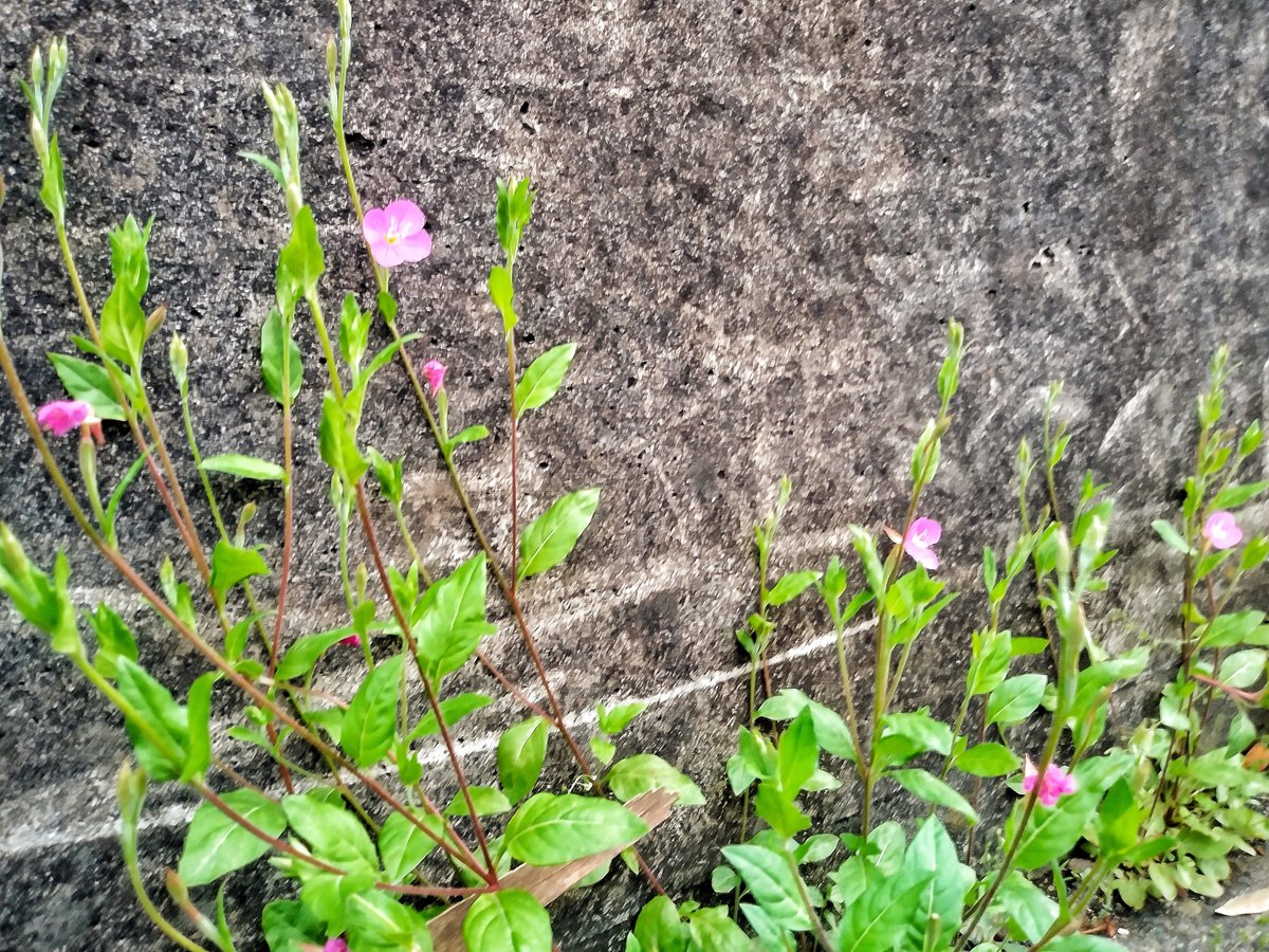 oh_sunny_sun's tweet photo. ― 傍らの花 ―
昨日,雨のぱらつき始めた午後にて.
2024年4月24日 水曜日
・
― Roadside flowers ―
Yesterday, in the afternoon when the rain began to fall.
Wednesday, April 24, 2024
#photosketches
#flowers
#roadsideflowers
#smalllives
#路傍の花
#花の情景
#小さな命 https://t.co/xXub7GBjnI