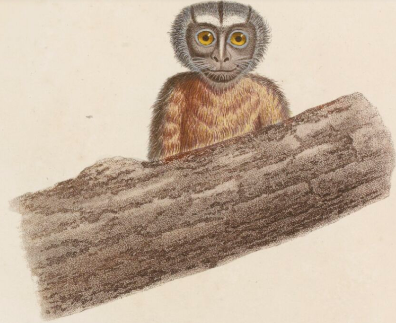 rotula's tweet image. Im von mir leider viel zu oft vernachlässigten Blog der @GallicaBnF heute ein schöner Artikel über die Humboldt-Brüder und ihre Beziehungen zu Frankreich mit vielen Links zu #Gallica Digitalisaten: gallica.bnf.fr/blog/23042024/…