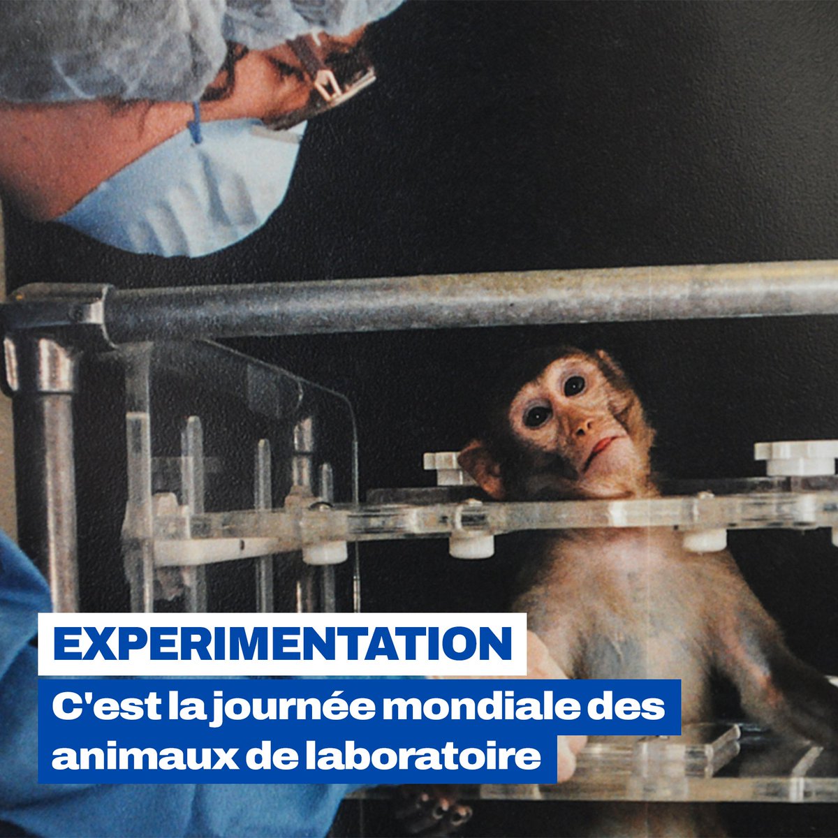 ❌ Stop aux expérimentations animales ! 👉 Aujourd’hui, 24 avril, c'est la journée mondiale des animaux de laboratoire.