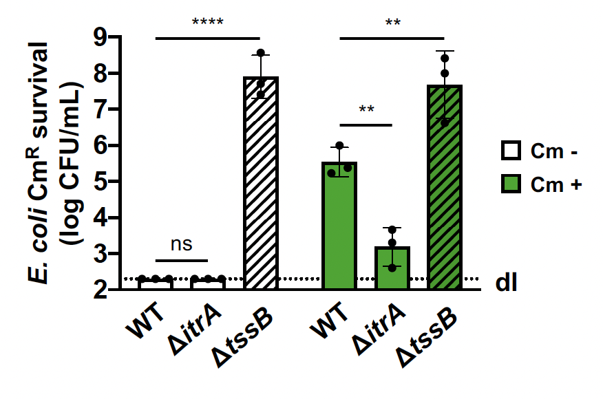 SubMIC concentrations of chloramphenicol turned out to also enhance CPS production in A. baumannii strain A118 and, consequently, to impair its T6SS activity in a CPS-dependent manner ..... 9/x