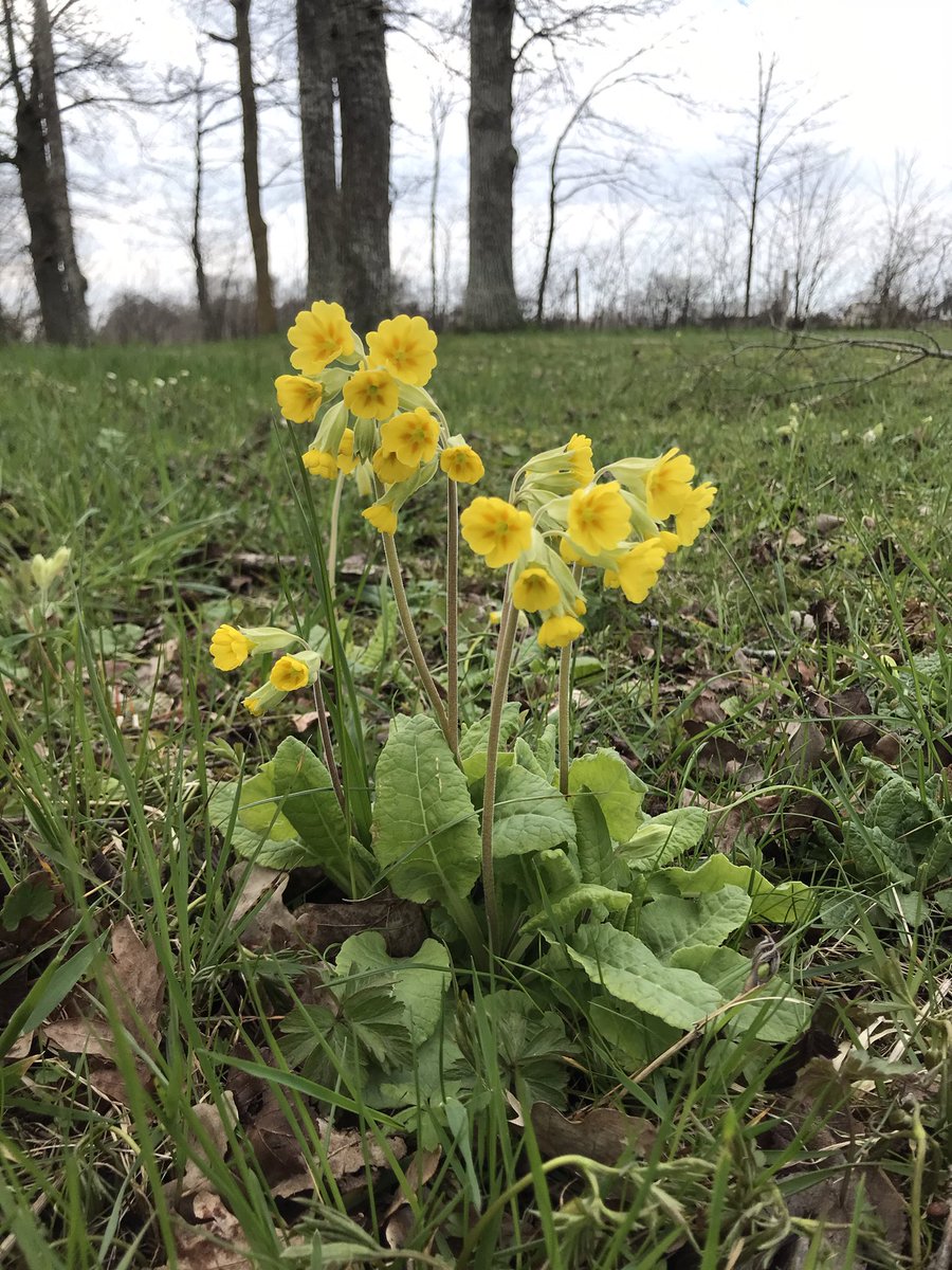 elfvabjer's tweet image. I ett gotländskt änge