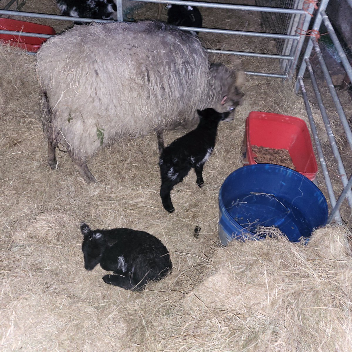With commercials down to the last ewe with their lambs, things are beginning to happen with the North Ronaldsay flock