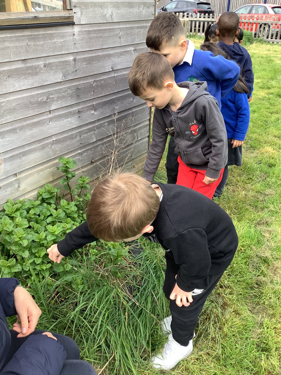 #Nursery in the Kitchen Garden this week seeing how the plants have grown and smelling the mint.@gyopotatoes @SoilAssociation @healthyschools_