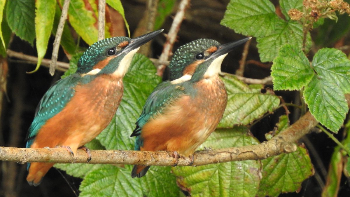 Breeding, Mortality and Movements of Kingfishers - a fascinating read with some brilliant & surprising facts & observations tandfonline.com/doi/pdf/10.108… Thanks to @PatHogarth for the tip, might be something @hertskingfisher is interested in. #nature #kingfishers @Natures_Voice…