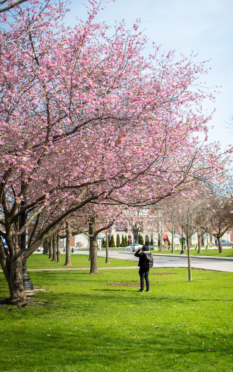 Japanese cherry trees are planted throughout the grounds at Exhibition Place along paved pathways and nestled into green spaces. Paid parking is available, TTC and GO service nearby. Visit a park near you to take in spring blooms. toronto.ca/cherryblossoms #cherryblossoms