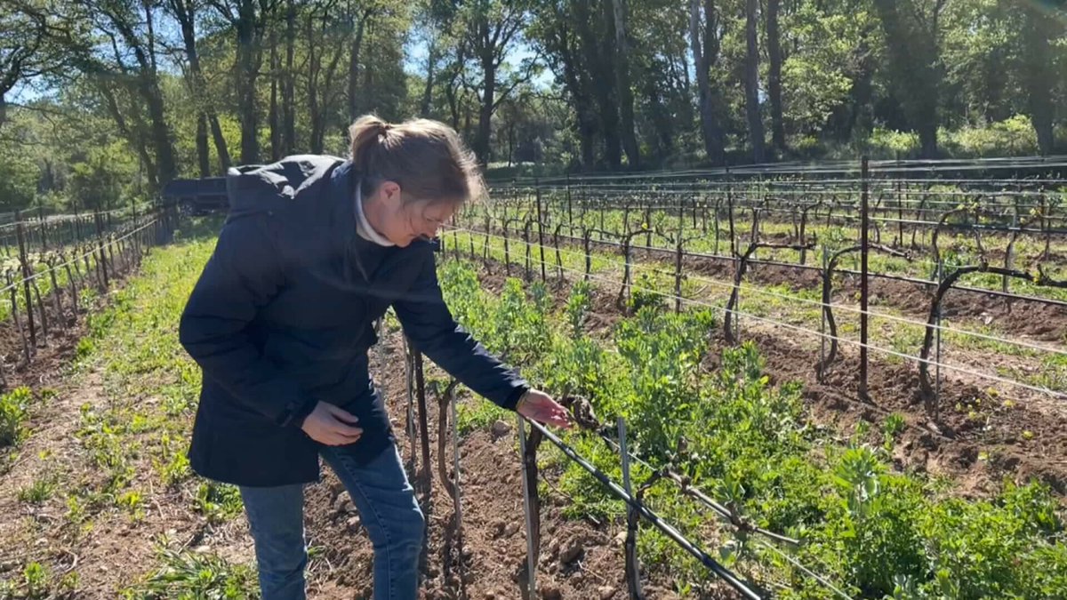 Bouches-du-Rhône: cette viticultrice de Rognes perd 30% de sa récolte à cause du gel l.bfmtv.com/BsZR