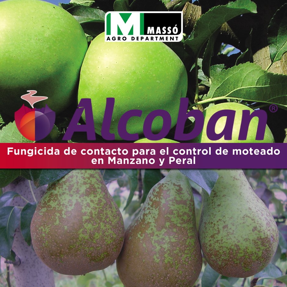 massoagro's tweet photo. ¡No te la juegues con el moteado en tus #manzanos 🍎 o #perales 🍐!
🟢Con ALCOBAN®, #fungicida orgánico con actividad multi-sitio en forma de gránulos dispersables, mantendrás el #moteado controlado.
👉Actúa en el metabolismo respiratorio del hongo e inhibe la formación de proteínas, evitando la germinación de las esporas y el crecimiento del tubo germinativo.
Más información en:
https://t.co/nd4VbyCyn7