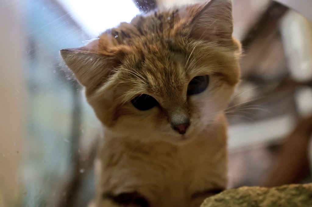 朝イチ、カメラセットアップ中にカメラバッグを覗き込むキサク氏😻

📷2024/04/24

#埼玉県こども動物自然公園 #saitamachildrenszoo #scz
#スナネコ #sandcat #キサク #Ecoハウチュー