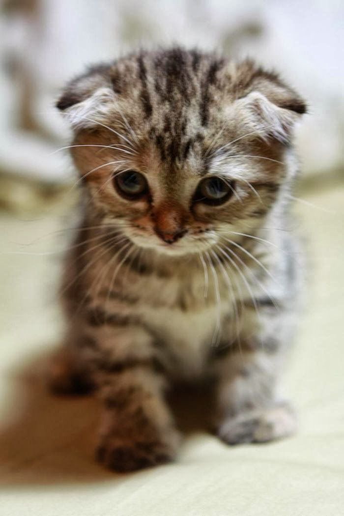 yoga_and_more's tweet photo. do you love me ?? ❤️ 😺 🎉 🎈 🍀 ❤️ https://t.co/dL4yXU93Dj