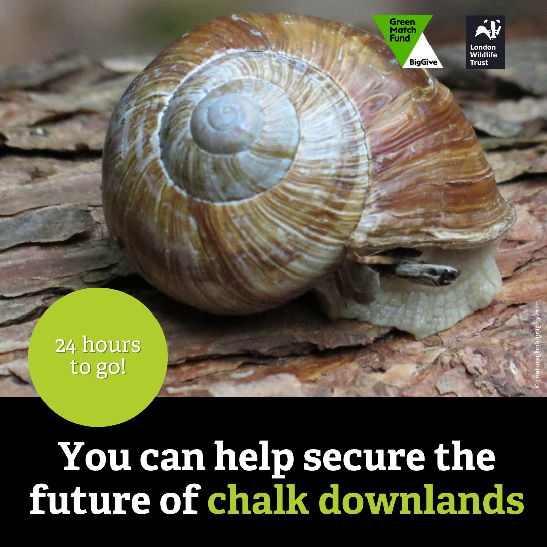 There are just 24 hours left of our @BigGive appeal to restore London’s chalk downlands! As our target has been met donations will no longer be doubled – but any gift you give will help us continue to protect wildlife across London. Donate here: donate.biggive.org/campaign/a0569…