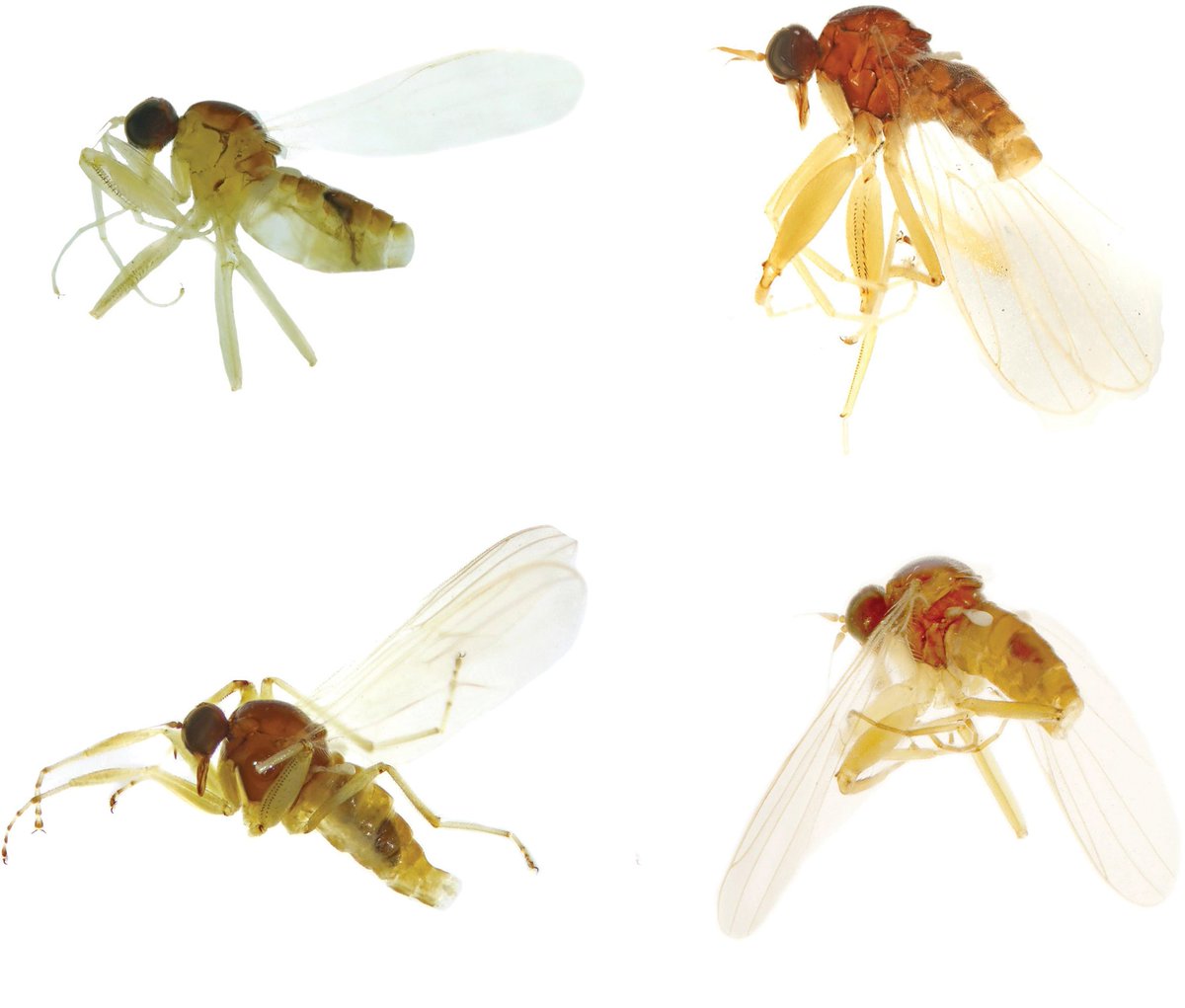 The fly genus Platypalpus is reported in Inner Mongolia, China for the first time with four new species. See the descriptions here: doi.org/10.3897/zookey… #flies #newspecies #taxonomy