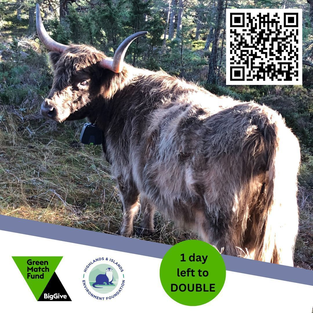 Less than 24hours left to help us reach our target! Donate today to support nature in the highlands and islands. 🐿️ 🐬 🌿#GreenMatchFund #NatureConservation #HighlandsAndIslands #2for1nature
buff.ly/3vXMm9O