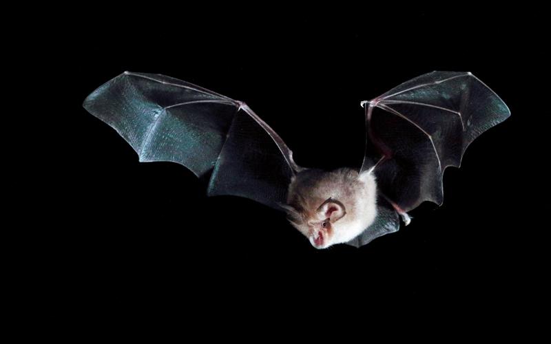 A research team has now revealed that some species of bats are protected against the viruses they carry because they commonly exchange immune genes during seasonal mating swarms. thebiomedicalscientist.net/news/bat-swarm…