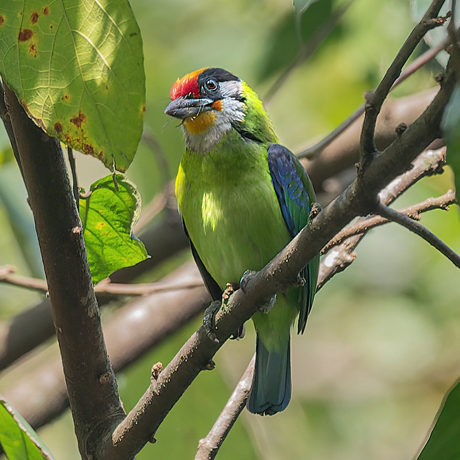 Our today's special is 'The Freshness Green'. Open your gallery with anything with green color. Golden-throated Barbet #IndiAves #ThePhotoHour #TheFreshnessGreen