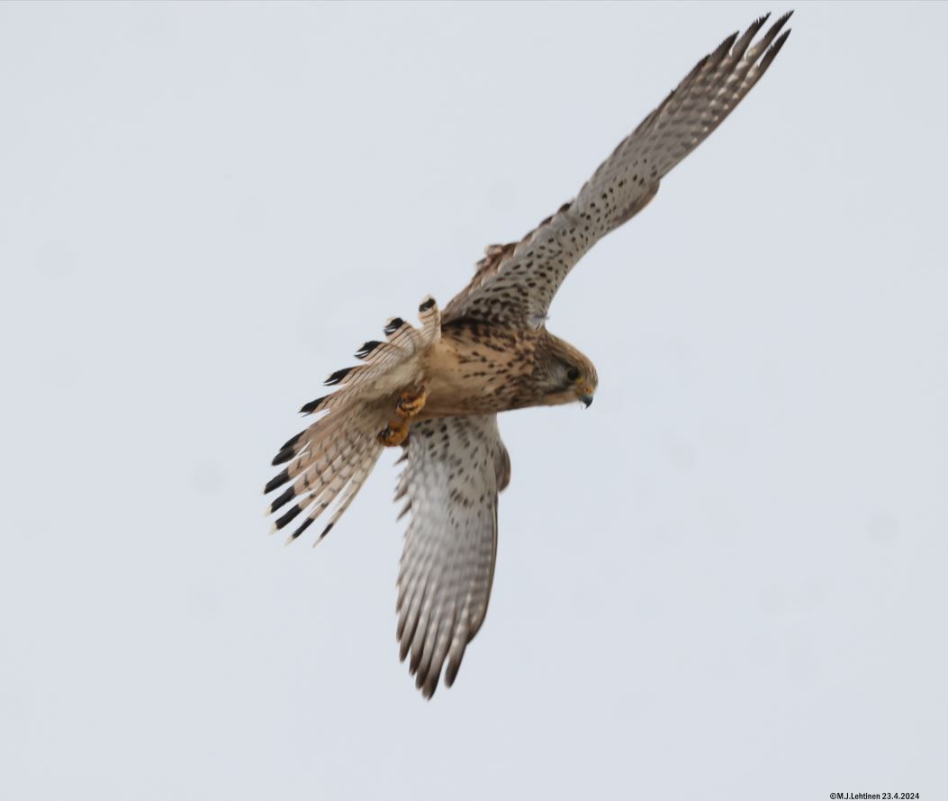 #Tuulihaukka (Falco tinnunculus) (naaras),23.4.2024. Photos by me. #Lappeenranta #Finland #tornfalk #tuuletallaja #CommonKestrel #Turmfalke #BirdsofTwitter #BirdsSeenIn2024 #birdphotography #Birdwatching