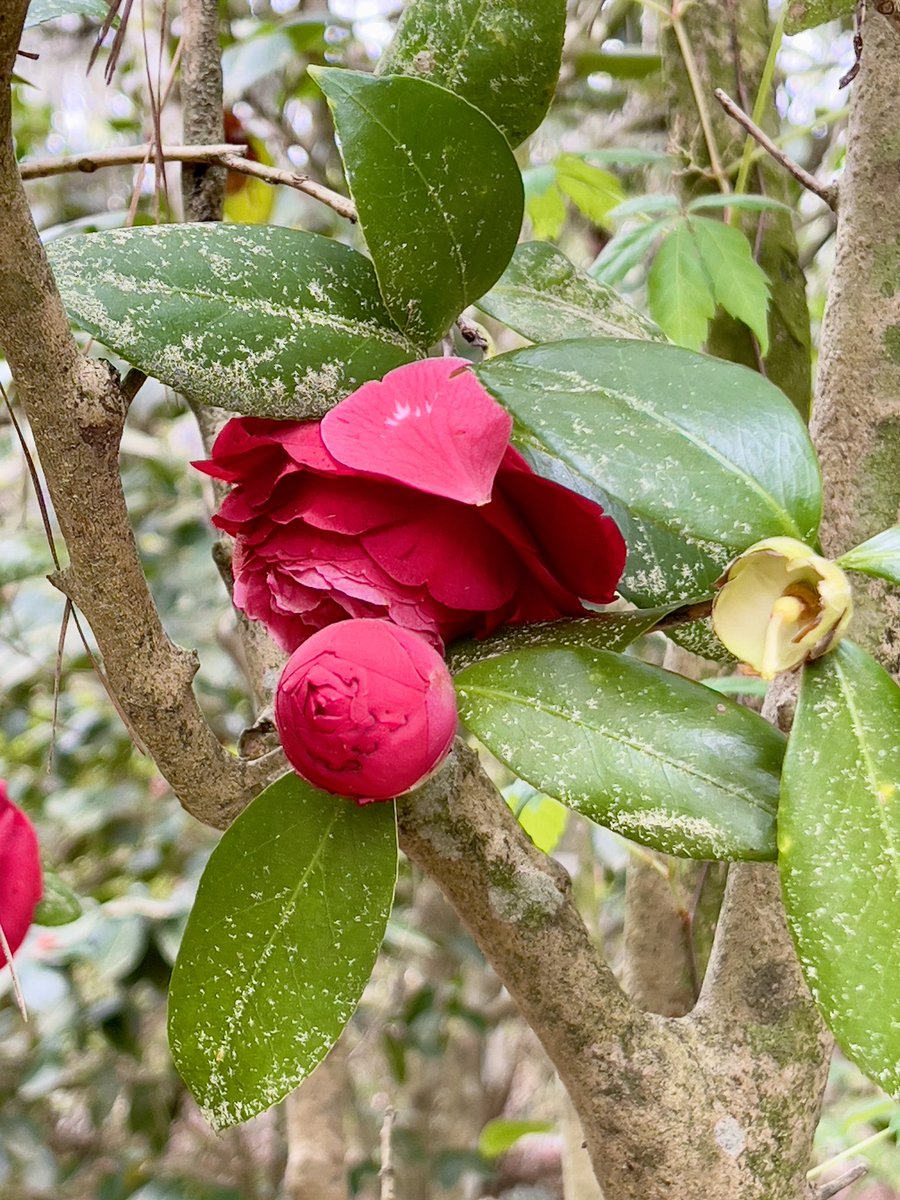 #RoseWednesday Camellia