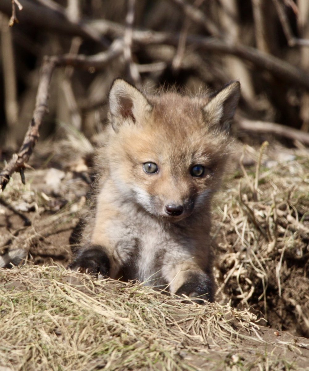 Happy Hump Day from this wee fox kit!  🧡🦊🤍 @weathernetwork @ThePhotoHour #mothernature #BabyFox #humpday