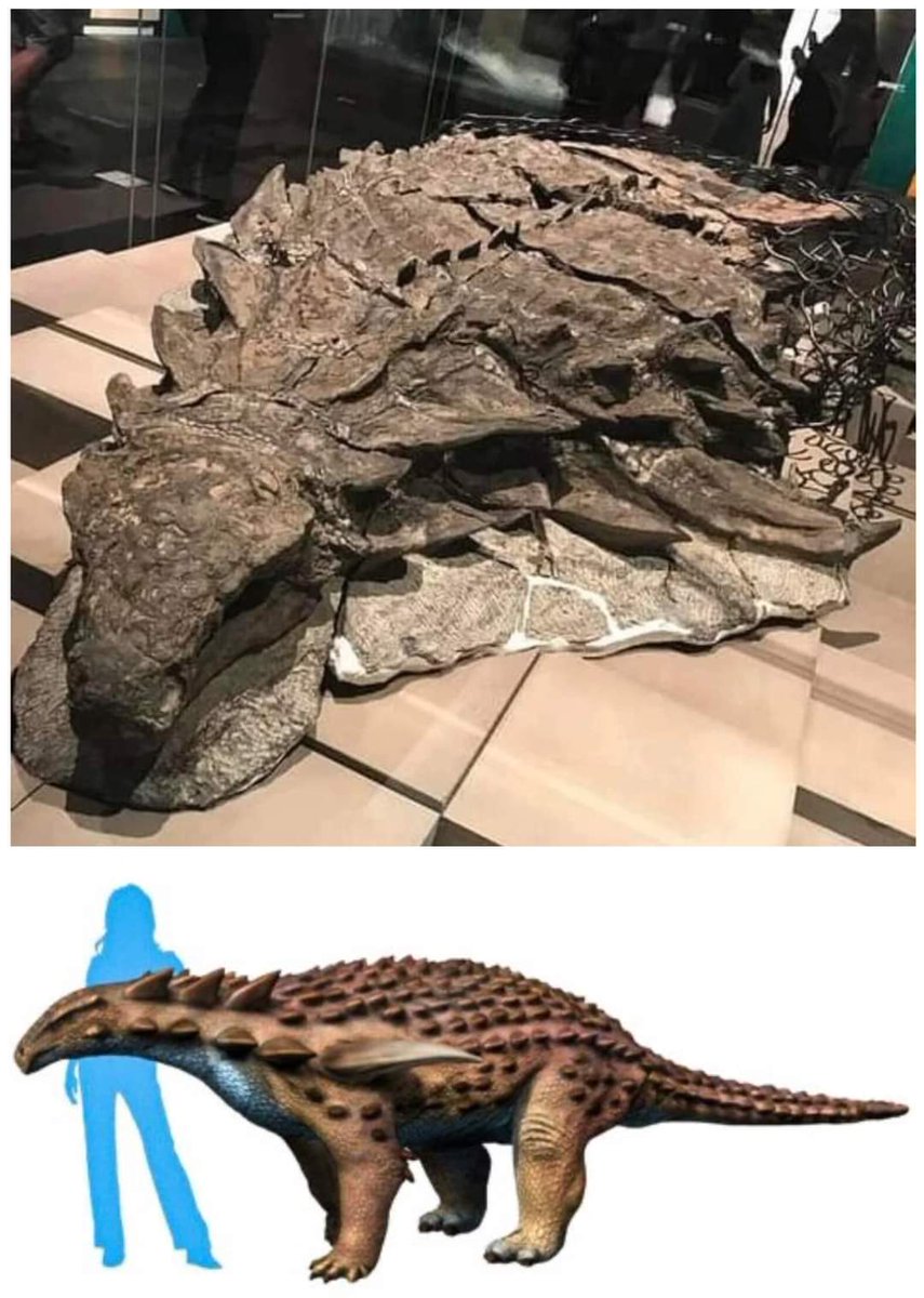 Dr_TheHistories's tweet photo. This is the best-preserved dinosaur specimen ever unearthed. This mummified nodosaur’s bones remain covered by intact skin and armor — 112 million years after the creature’s death.

📸 Borealopelta (Northern shield) is a genus of nodosaurid ankylosaur from Early Cretaceous of Alberta, Canada. It contains a single species, B. markmitchelli, named in 2017 by Caleb Brown and colleagues from a well-preserved specimen known as the Suncor nodosaur.

#drthehistories