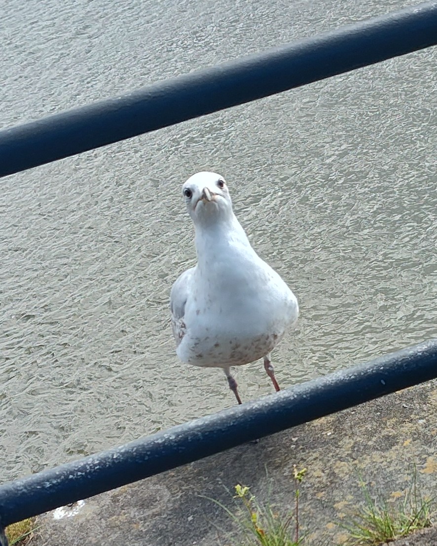 Sad seagull 🙁