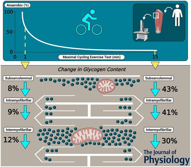 Journal of Physiology (@jphysiol) on Twitter photo <a href="/CSchytz/">Camilla Schytz</a>, <a href="/nortenblad/">Niels Ørtenblad</a>, <a href="/KasperGejl/">Kasper  Gejl</a> and <a href="/JoachimNielsen6/">Joachim Nielsen</a> (Department of Sports Science and Clinical Biomechanics, <a href="/UniSouthDenmark/">Uni Southern Denmark</a>) investigate the differential utilisation of subcellular skeletal muscle glycogen pools!
📜buff.ly/3JwoInJ <a href="/CSchytz/">Camilla Schytz</a>, <a href="/nortenblad/">Niels Ørtenblad</a>, <a href="/KasperGejl/">Kasper  Gejl</a> and <a href="/JoachimNielsen6/">Joachim Nielsen</a> (Department of Sports Science and Clinical Biomechanics, <a href="/UniSouthDenmark/">Uni Southern Denmark</a>) investigate the differential utilisation of subcellular skeletal muscle glycogen pools!
📜buff.ly/3JwoInJ