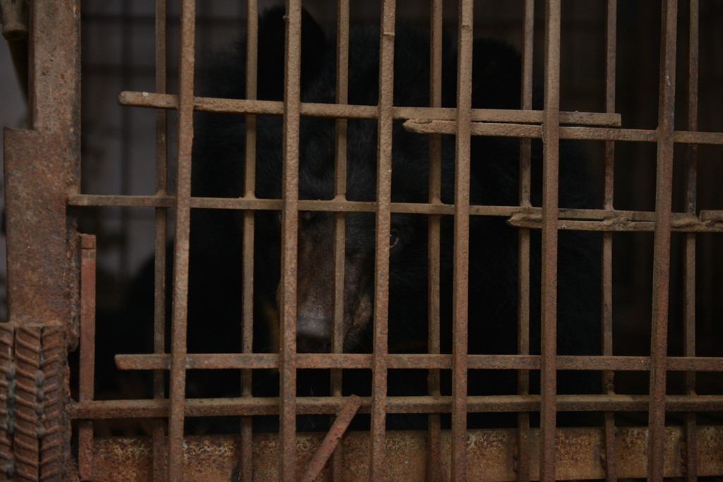Exclusive: Another Bear Rescued From Bile Farm in Vietnam! ❤️Animals Asia has just broken Tulip free from 22 years in a cage where she's suffered repeated bile extraction since she was a cub. She's now safely at our sanctuary where she'll begin her road to recovery 🌷#TulipRescue