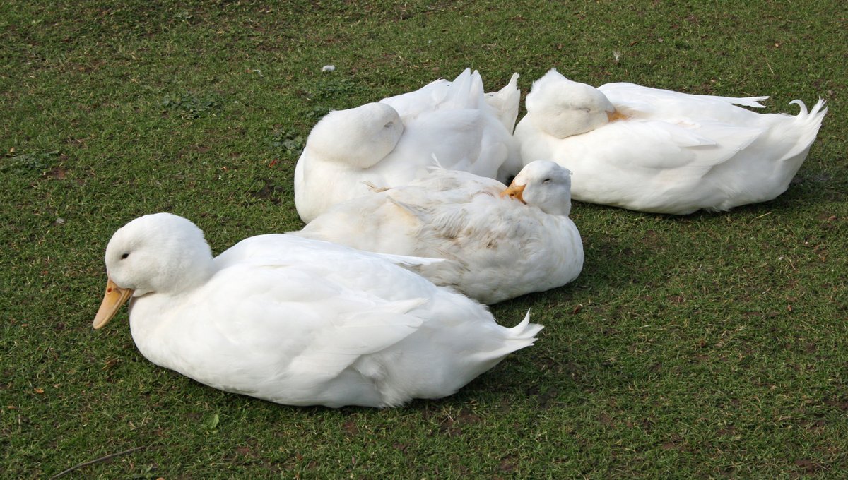 The Geese, Swans Or Ducks Challenge.
I entered these pictures and got to Elite Level. 
#photography #GuruShots #ducks