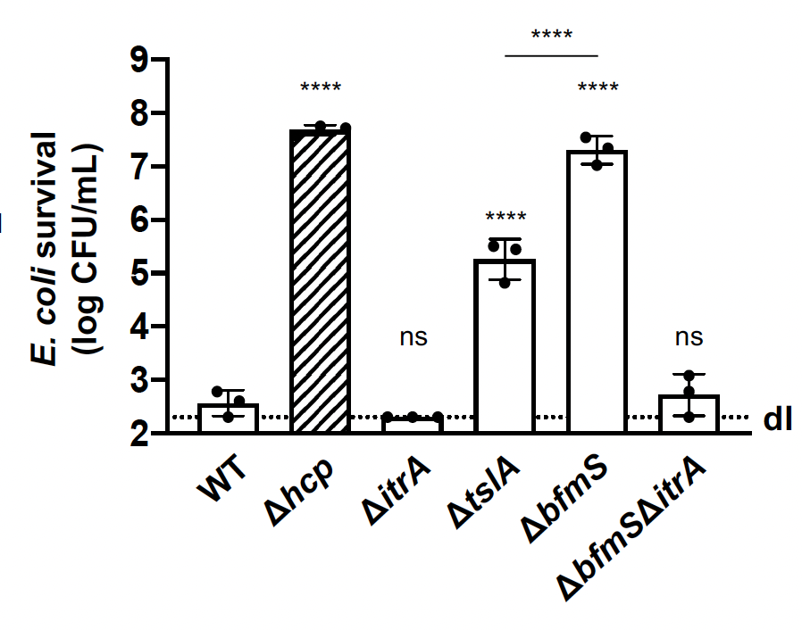 Turns out that CPS overproduction had a much stronger effect on T6SS than the complete absence of  TslA, suggesting that the lack of cell-cell contact sensing was not the only reason for T6SS impairment under such conditions ....11/x