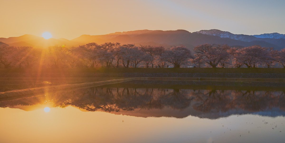 差し込む光と桜

#photography #sunrise #sunrisephotography #cherryblossom #tokyocameraclub #東京カメラ部 #my_eos_photo #canonphotography
#キヤノン党でほめあいたい