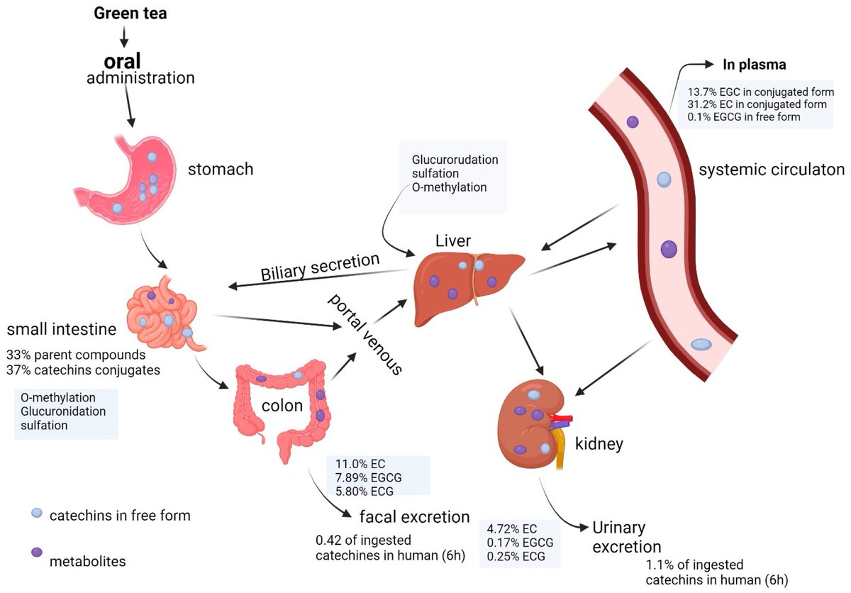 NEW ARTICLE: GREEN TEA EXTRACT (EGCG) and CANCER - New research on Epigallocatechin 3-gallate: 4 papers reviewed - big pharma is rushing human Clinical Trials. Why?

Epigallocatechin-3-gallate (EGCG) is the most abundant phenolic compound in Green Tea

Majority of Green Tea’s…