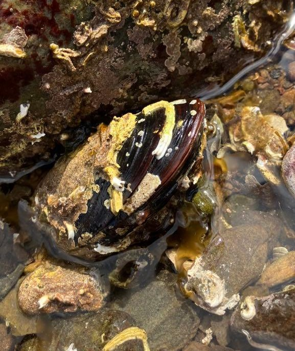 These are Horse Mussels, they are a Priority Marine Feature that form a vital habitat for many species.  We are lucky to have a healthy population in Loch Broom, where they can easily be seen amongst the kelp on low spring tides. @seawilding