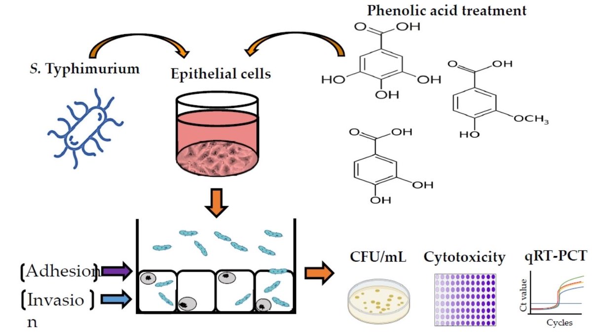 En_formare's tweet image. Plant-Derived Phenolic Acids Limit the Pathogenesis of Salmonella Typhimurium and Protect Intestinal Epithelial Cells during Their Interactions mdpi.com/2719250 #mdpimolecules via @Molecules_MDPI