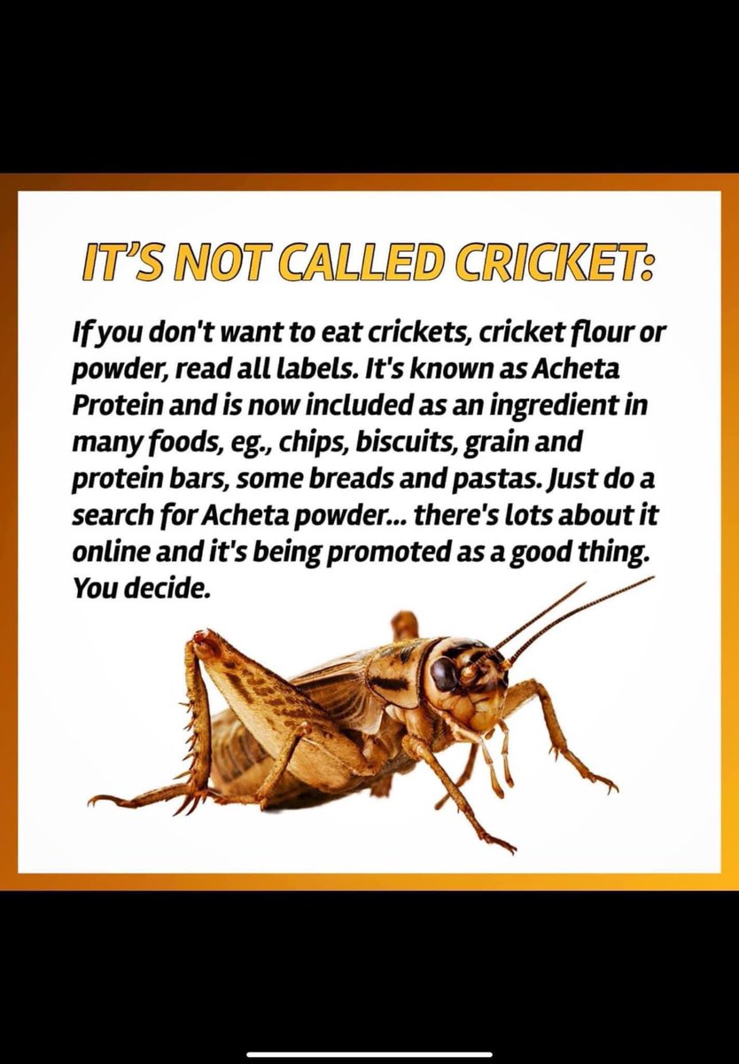 Acheta protein is another word for cricket protein. Acheta domesticus is the scientific name for the common house cricket – The same kind of cricket you feed to your pet lizard.
Acheta protein is becoming more common as a food ingredient. You will see ‘Acheta’ show up on food