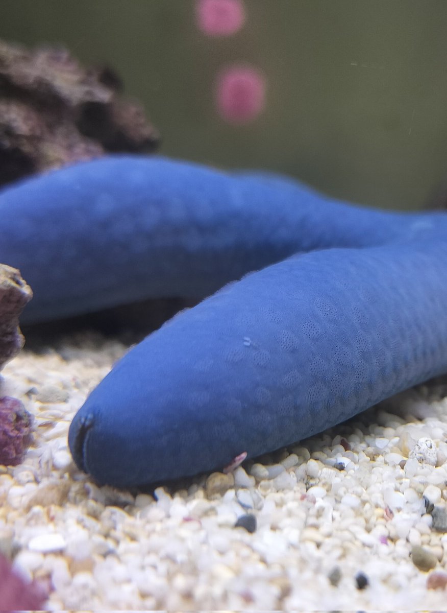 takashi_sea's tweet photo. 沖縄よりアオヒトデ🤩
よく見たらコペポーダ付き！ https://t.co/KEEYoQ0OUp