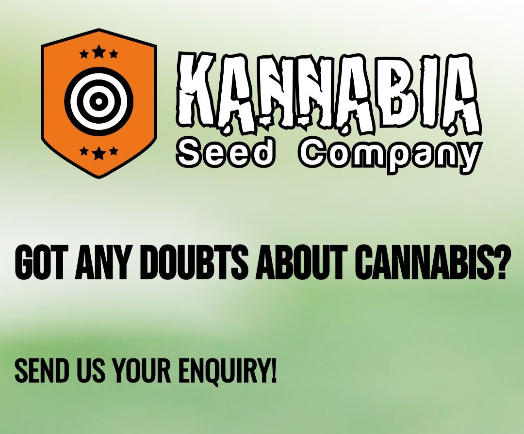 🤔 Got any doubts?! Ast our Expert‼️ 
landing.kannabia.com/ask-the-expert

#Kannabia #cannabisculture #seeds #AskTheExpert 🗣✍️🍀💚