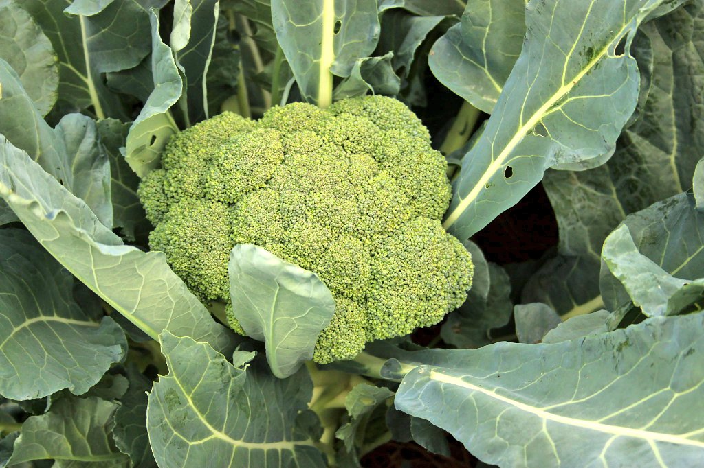 DID YOU KNOW ?! 🔸️Eating #Broccoli 3 to 5 times per week can lower the risk of MANY types of cancer, including reast, prostate, and colon cancer. 🔸️It may also protect against liver cancer AND aid in countering the development of non-alcoholic fatty liver disease.