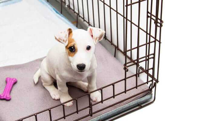 Tough Protection: Selecting A Chew-Proof Crate Pad For Your Dog

#dogcrate #chewproof #dogcare #dogtrainingtips #dogsupplies #dogproducts #dogprotection #dogcomfort #dogequipment #cratetraining #Indestructible #DurabilityMatters #dogmaintenance 

tycoonstory.com/tough-protecti…