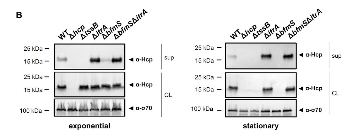 Finally, Nico observed 🔍 that secretion-impaired strains (e.g., due to T6SS sheath deficiency or CPS overproduction) lack the T6SS inner tube protein Hcp during growth in stationary phase 🤔  ..... 12/x