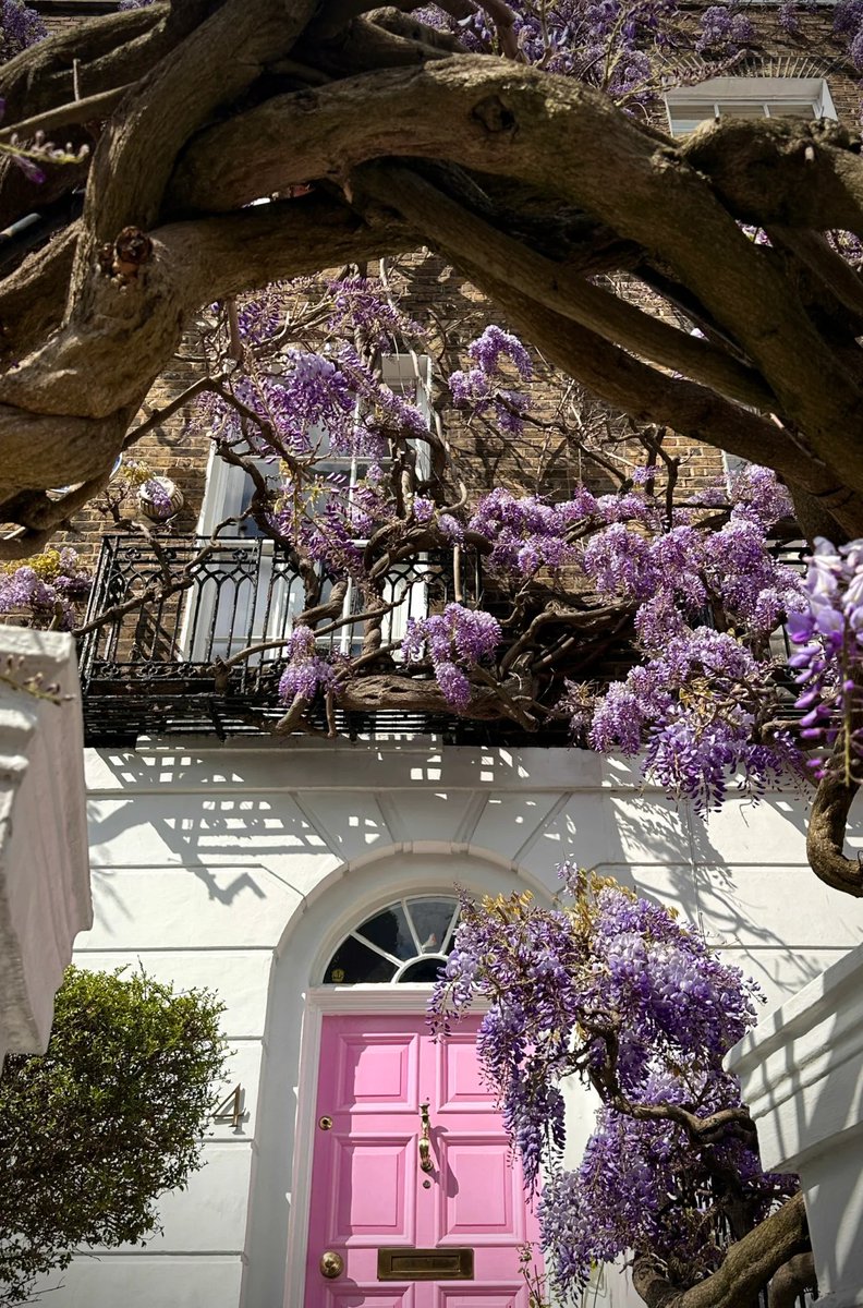 AnnaGra41848143's tweet photo. 💜I saw the latest live pictures of wisteria flowers in London for you https://t.co/HndxfnOJ7y