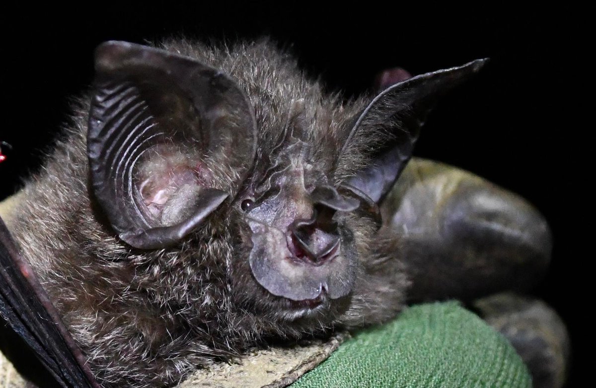 Nyungwe National Park (@nyungwepark) on Twitter photo In collaboration with <a href="/BatConIntl/">Bat Conservation International</a> & <a href="/RwandaWildlife/">Rwanda Wildlife Conservation Association</a>, roosting sites of the Critically Endangered and endemic Hill’s horseshoe bat (Rhinolophus hilli) &the Cameroon leaf-nosed bat (Doryrhina camerunensis) have been identified in #Nyungwe & are monitored monthly. Photos: Drew B. In collaboration with <a href="/BatConIntl/">Bat Conservation International</a> & <a href="/RwandaWildlife/">Rwanda Wildlife Conservation Association</a>, roosting sites of the Critically Endangered and endemic Hill’s horseshoe bat (Rhinolophus hilli) &the Cameroon leaf-nosed bat (Doryrhina camerunensis) have been identified in #Nyungwe & are monitored monthly. Photos: Drew B.