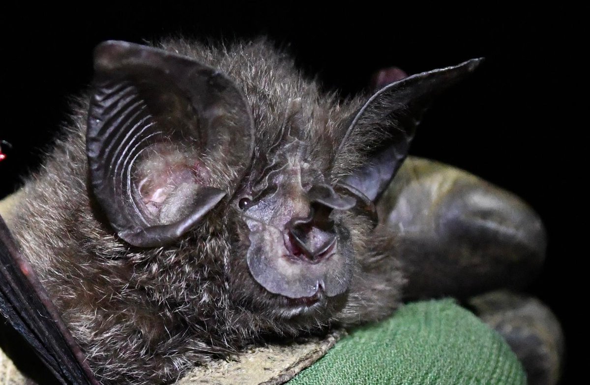 In collaboration with @BatConIntl & @RwandaWildlife, roosting sites of the Critically Endangered and endemic Hill’s horseshoe bat (Rhinolophus hilli) &the Cameroon leaf-nosed bat (Doryrhina camerunensis) have been identified in #Nyungwe & are monitored monthly. Photos: Drew B.