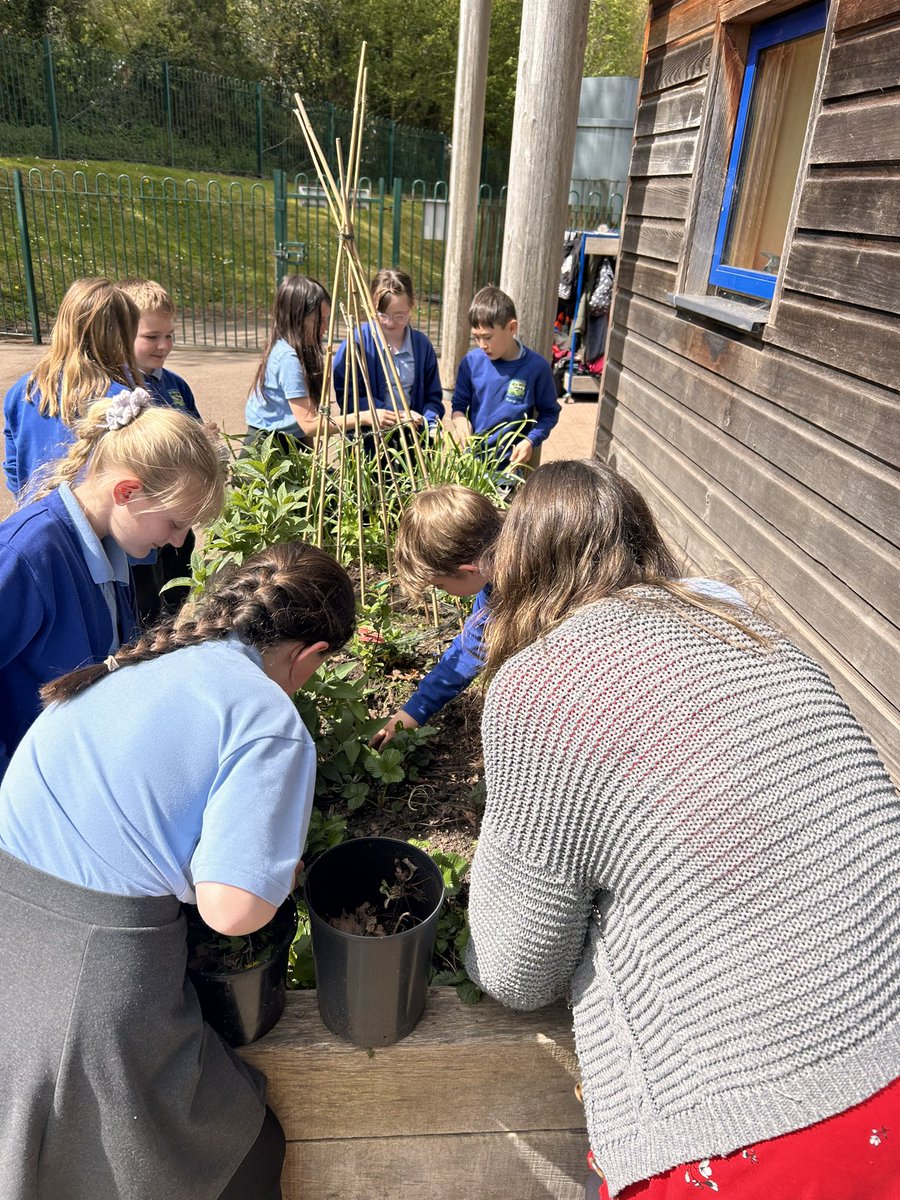 Lunchtime Gardening Club with Miss Facey! Making it look full, blooming and beautiful in her last week in Year 5!