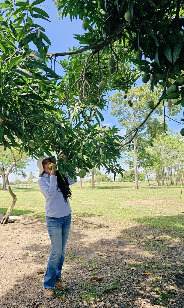 Eating mangoes straight from the tree- a childhood delight that never loses its magic! #childhood #memories #mango #colombia #travelling