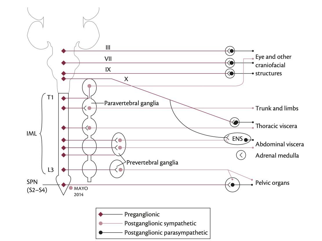 Very good scheme for the autonomic nervous system

@AANSNeuro @The_SBNS @neurosurgatlas @TheJNS @neurosurgery @AOSpine 
#MedTwitter #MedEd #Neurosurgery #Brain #Spine