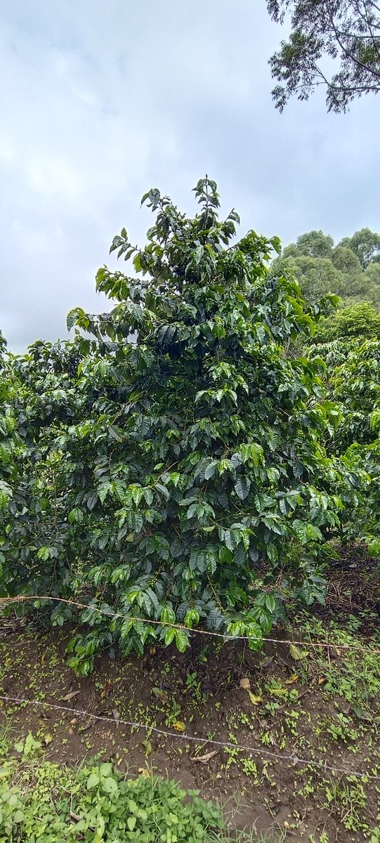 Quality seedlings for a quality Coffee. Seek to get authentic Coffee seedlings as this set's precedence of subsequent management practices and productivity. #YouthinCoffee #WomeninCoffee #farming