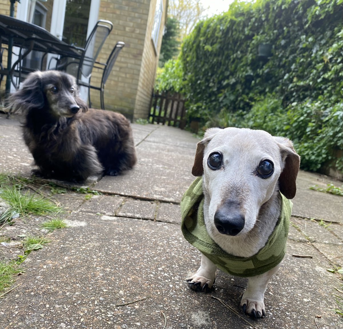 SausageDogHotel's tweet photo. Buddies Ben & Bailey enjoying their own private VIP time in the garden... #SeniorPriveleges #17Club https://t.co/quO9ZJp0H9