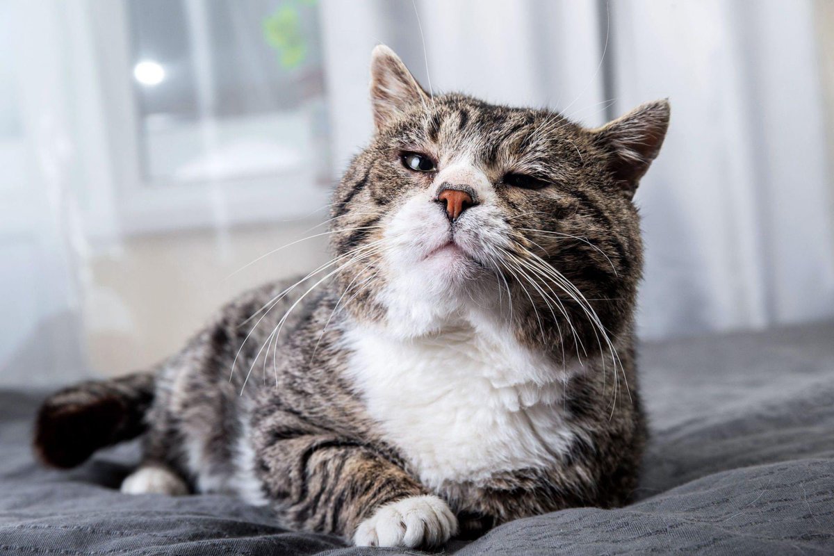 Is your cat over 7 years old? 

Chronic Kidney Disease (CKD) is one of the most common conditions affecting older cats.
cks. 

facebook.com/share/p/KCLRFh…

#CKD #CronicKidneyDisease #Cats #SeniorCat #Vets #CarePlan #Vets4Pets #Guildford  #Surrey #SurreyVets