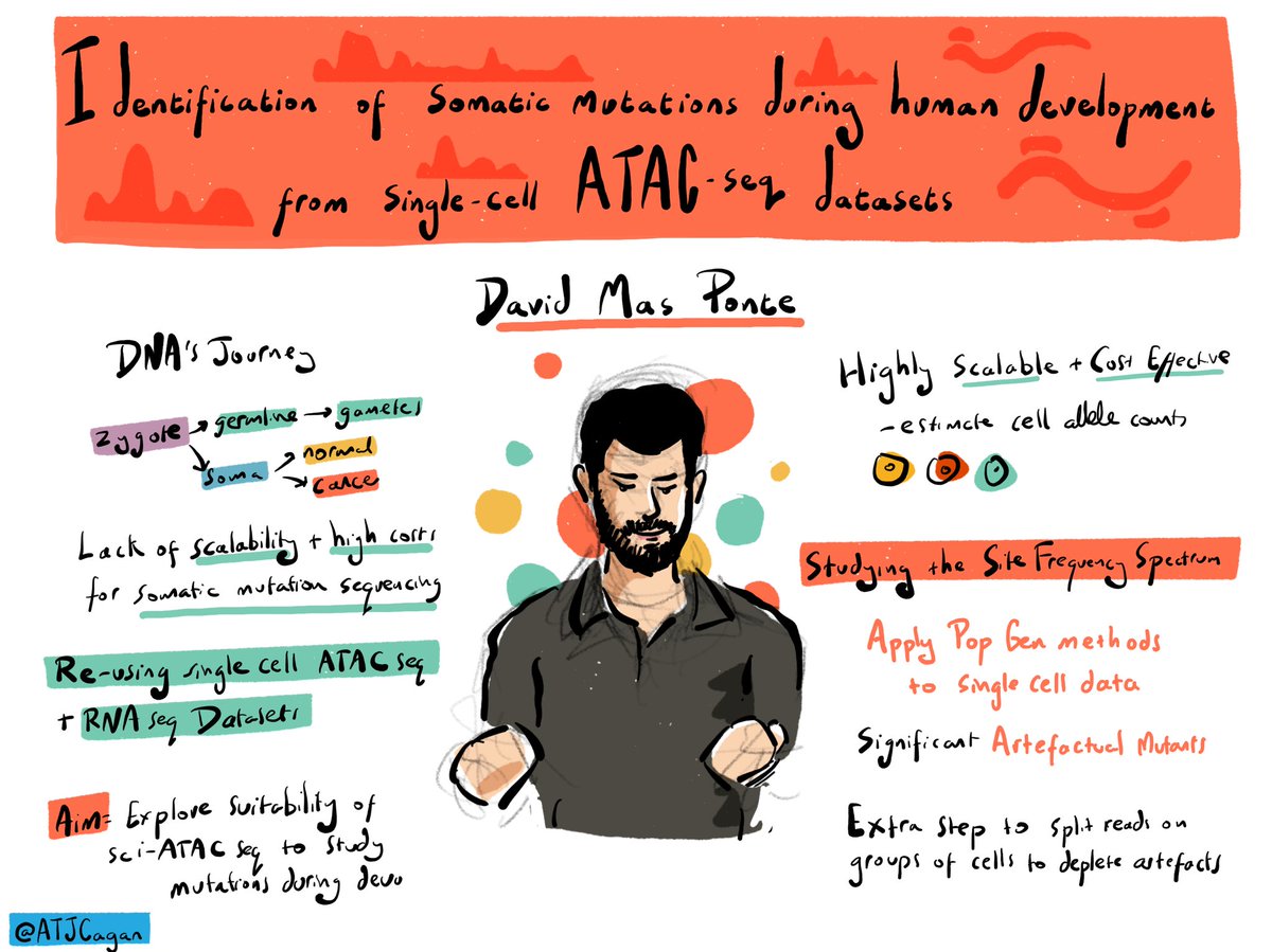 David Mas Ponte on identification of somatic mutations from single cell ATAC seq datasets #MITS24