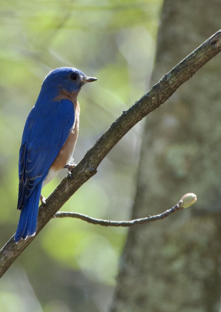 BlueBirds on the Heritage Trail.  💙🧡 #Birds #BlueBirds #TwitterNatureCommunity