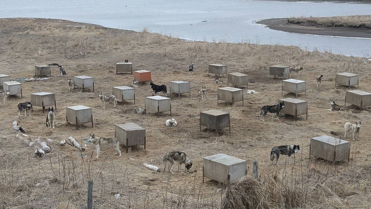 KoGxpGhznmGIRzn's tweet photo. この犬達の投稿を、数年前のものだと言ってデマを流している人がいるそうです。
この写真、本州から北海道に来ていた釣り人の私の友人が、先々週の4月12日に撮影して自分のFacebookに投稿し、それから長年保護活動をしていた私の所にラインで直ぐ送って来ました。続
#動物虐待
#動物はモノじゃない https://t.co/QT1JVf7fIO